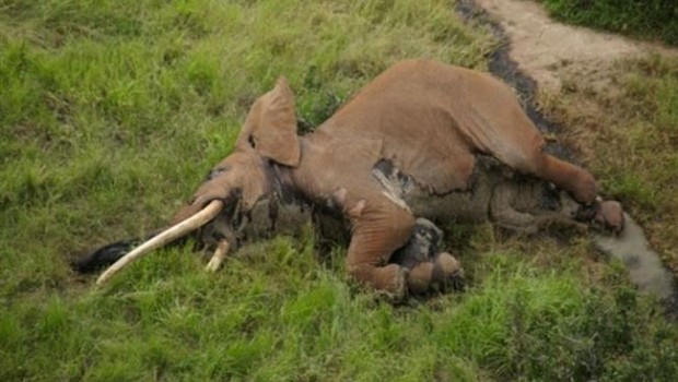 ep elefante satao-2la reservatsavo en kenia abatidofurtivos