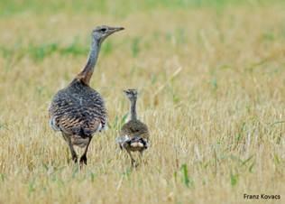 ep hembraavutarda otis tarda conpollo
