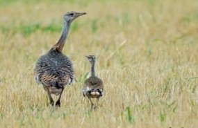 ep hembraavutarda otis tarda conpollo