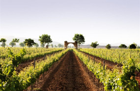 ep vinedosbaronley 20190730102602