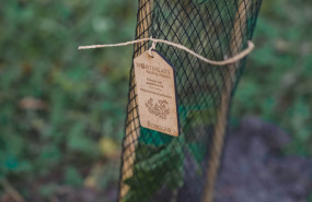 bosquia northgate 35 bosquia northgate 35