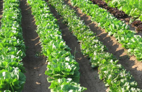 ep archivo   plantacion
