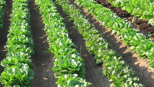 ep archivo   plantacion