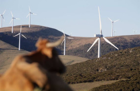 ep archivo   una vaca reposa tumbada frente a aerogeneradores en el parque eolico de montouto de la