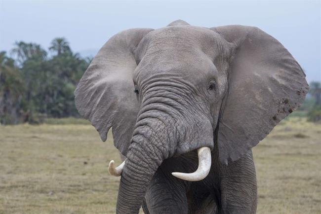 Elefante en la sabana africana | ANDA ep elefantela sabana africana