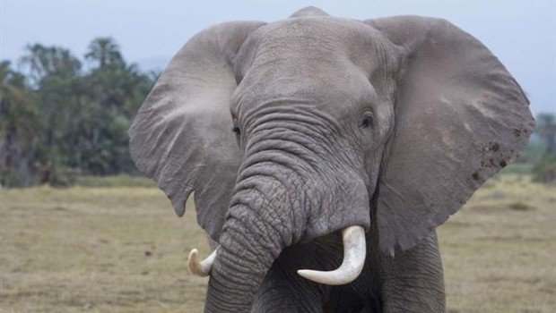 ep elefantela sabana africana