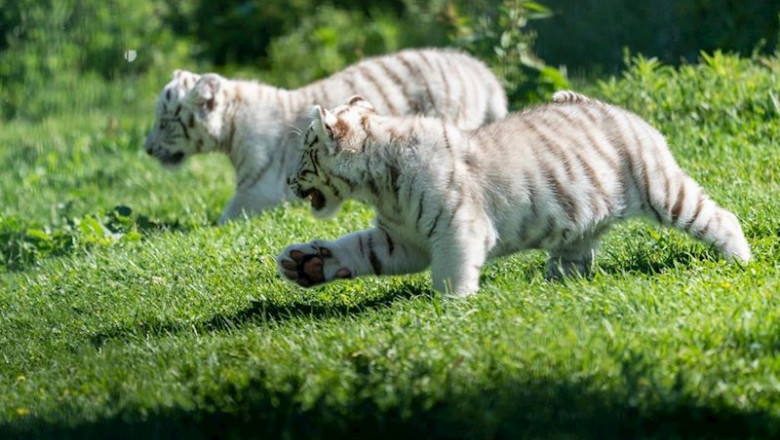 ep fwd grupoeconomia np nacen dos crias de tigre blanco una especie en peligro de extincion en ep fwd grupoeconomia np nacen dos crias de tigre blanco una especie en peligro de extincion en