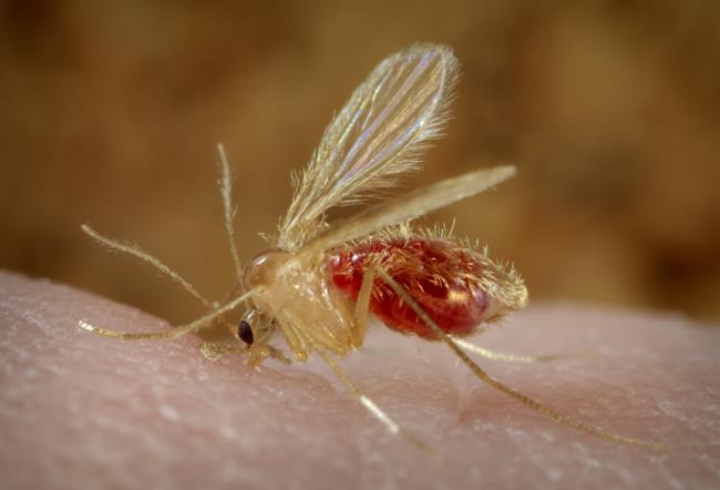 Mosquito que transmite la leishmaniosis | CDC/ FRANK COLLINS ep mosquitotransmiteleishmaniosis