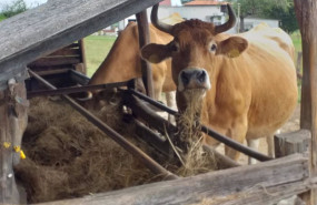 ep vacas 20201013161204