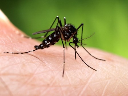 mosquito zica dengue virus chile
