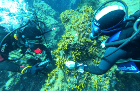 mostreo aplysina aerophoba ten oceancitizen ugi con logo 20260330144217 mostreo aplysina aerophoba ten oceancitizen ugi con logo 20260330144217