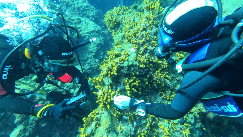 mostreo aplysina aerophoba ten oceancitizen ugi con logo 20260330144217 