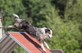 perro pastor australiano escalando curso agilidad perro pastor australiano escalando curso agilidad