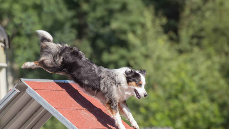 perro pastor australiano escalando curso agilidad 