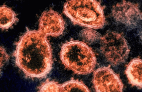 coronaviruscbcepaindia