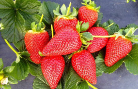 ep archivo   fresas 20240306162304