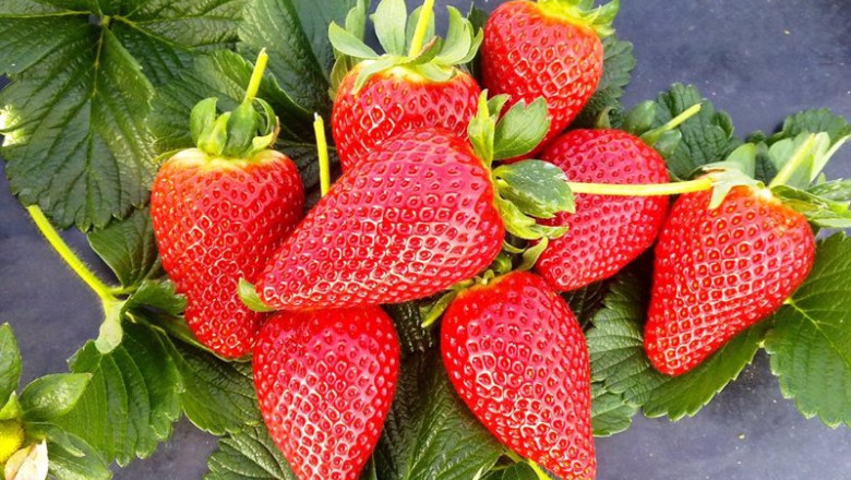 ep archivo fresas 20240306162304 ep archivo fresas 20240306162304