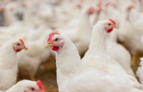 ep archivo   gallinas 20251209111103