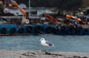 ep archivo   una gaviota en el puerto de cangas en la ria de vigo a 17 de octubre de 2023 en cangas