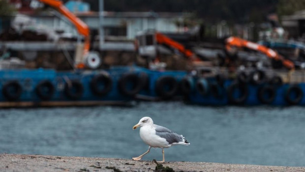 ep archivo   una gaviota en el puerto de cangas en la ria de vigo a 17 de octubre de 2023 en cangas