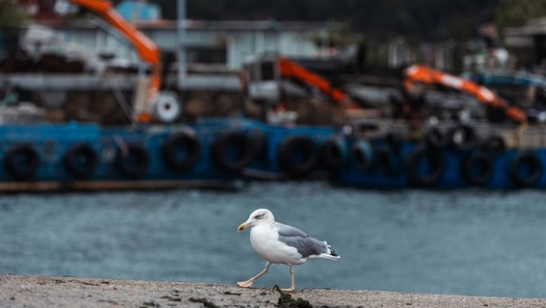 ep archivo   una gaviota en el puerto de cangas en la ria de vigo a 17 de octubre de 2023 en cangas