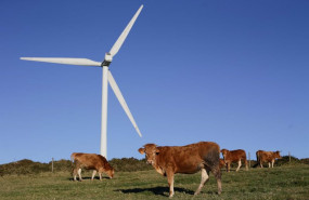 ep archivo varias vacas pastan junto a un aerogenerador eolico ep archivo varias vacas pastan junto a un aerogenerador eolico