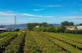 ep archivo   vinedo de la bodega forjas del salnes