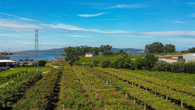 ep archivo   vinedo de la bodega forjas del salnes