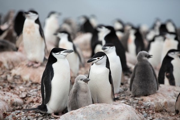 ep chinstrap penguin colony on low island