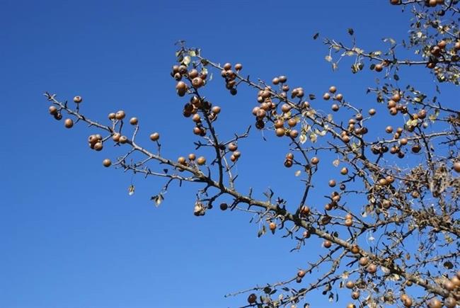 Ramas de piruétano en fruto, Parque Nacional de Doñana | JOSÉ M. FEDRIANI ep ramaspiruetanofruto parque nacionaldonana