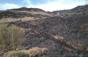 ep terreno quemadoincendiogran canaria
