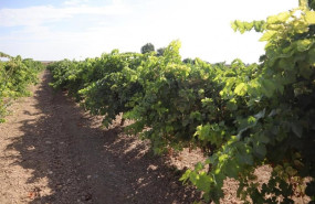 ep vinedo vino