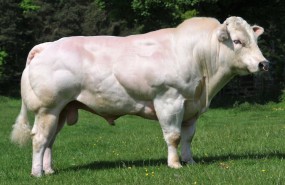 genus bull toro genetic genus bull toro genetic