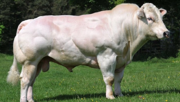 genus bull toro genetic