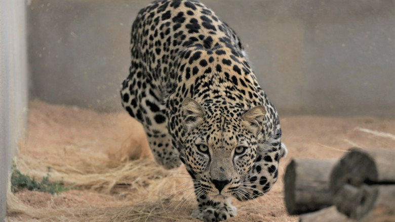 leopardo arabo