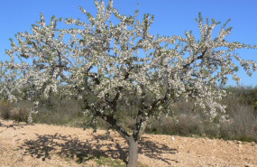 ep archivo   agricultura analiza la productividad de nuevas variedades de almendro en el campo de