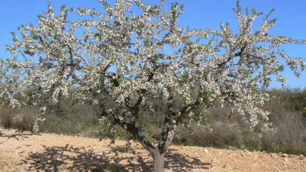 ep archivo   agricultura analiza la productividad de nuevas variedades de almendro en el campo de