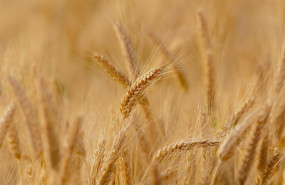 ep archivo imagen de archivo de un campo de cereal ep archivo imagen de archivo de un campo de cereal