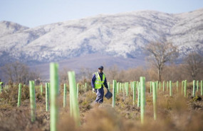 ep archivo proyecto de reforestacion de la fundacion repsol ep archivo proyecto de reforestacion de la fundacion repsol