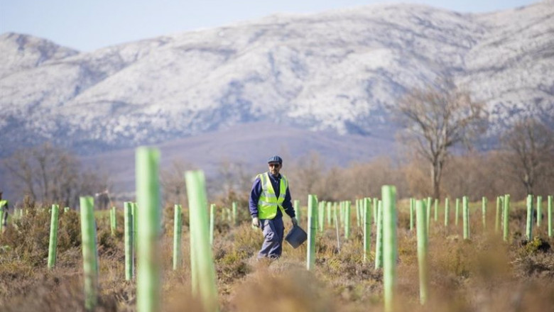 ep archivo   proyecto de reforestacion de la fundacion repsol
