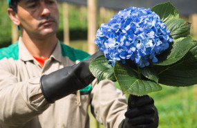 ep archivo   trabajador en los campos de flores de colombia