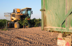 ep archivo   una vendimiadora recoge la uva sauvignon blanc