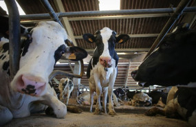 ep archivo   vacas de una ganaderia de lacteo archivo