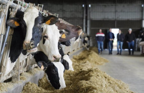 ep archivo   varias vacas en una explotacion agraria