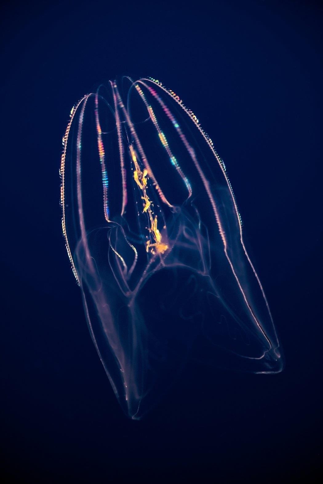 ep ctenoforo o portadorpeine o en ingles comb jelly