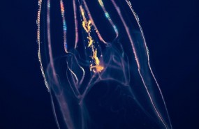 ep ctenoforo o portadorpeine o en ingles comb jelly