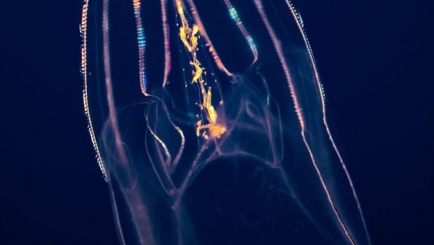 ep ctenoforo o portadorpeine o en ingles comb jelly