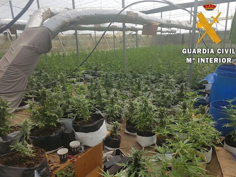 ep plantacion de marihuana localizada en un invernadero de el ejido almeria