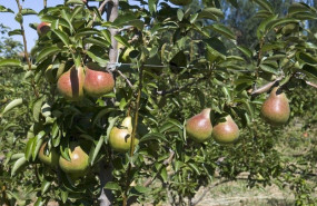 ep un campo de manzanas