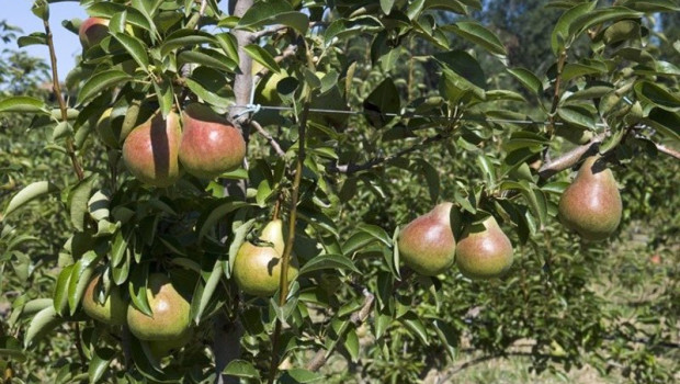 ep un campo de manzanas